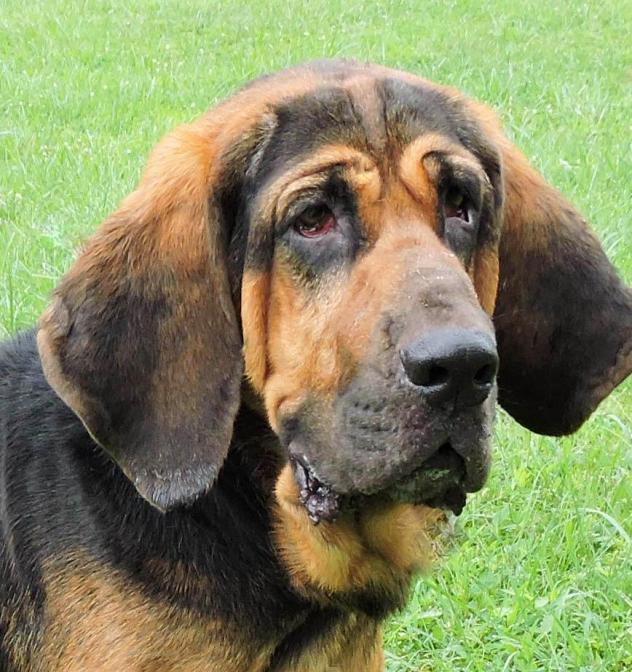 are coonhounds sensitive