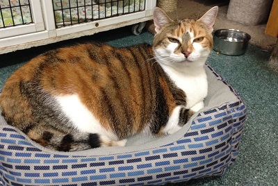cat-of-the-week-trixibell-large