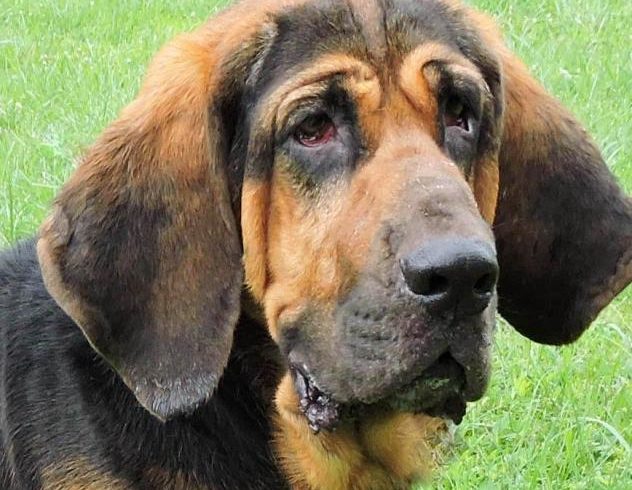 Coonhounds – Full of Personality