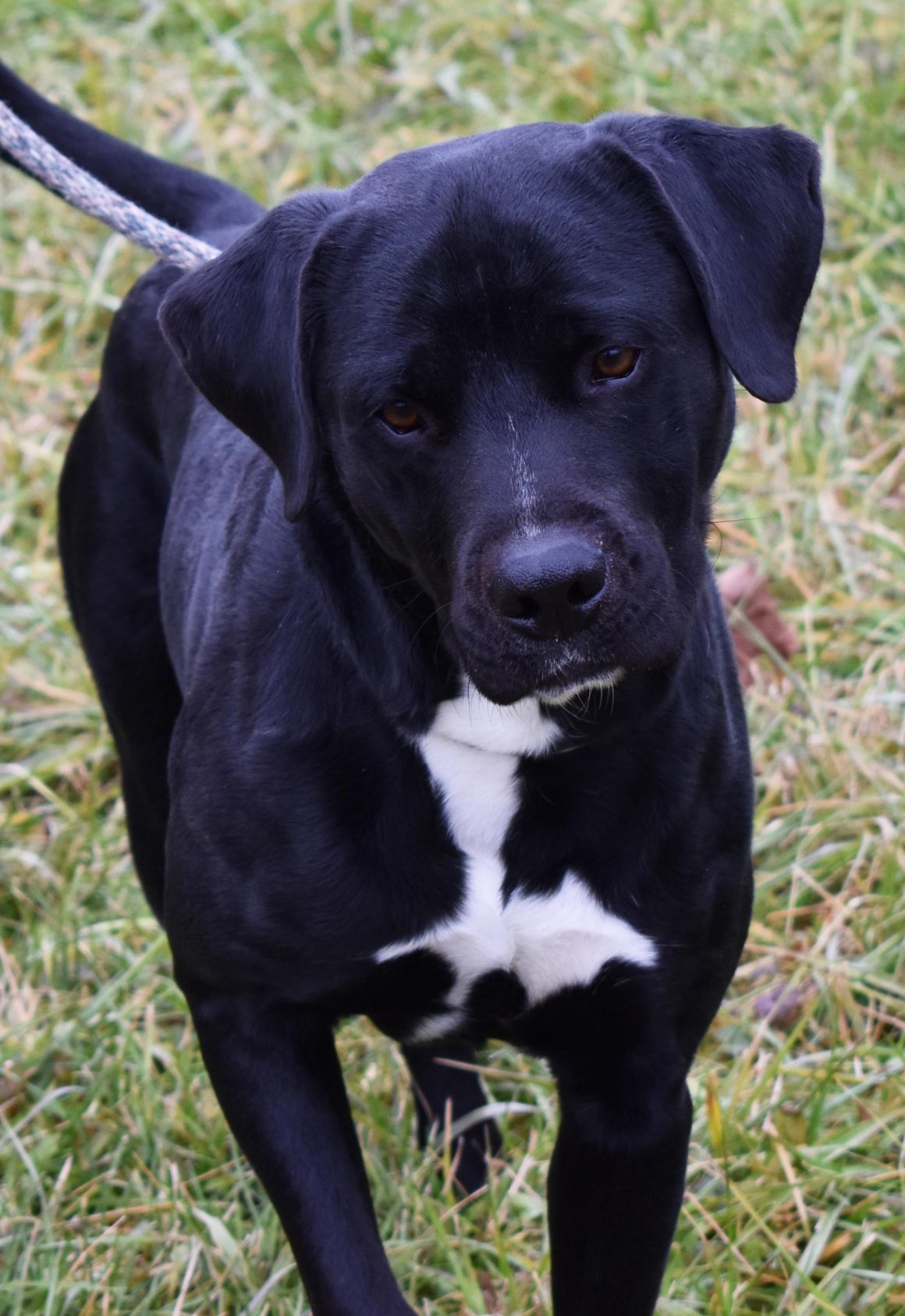 Brown County Humane Society | Dog of the Week - Maverick