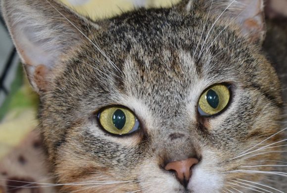 Cat of the Week – Frederick
