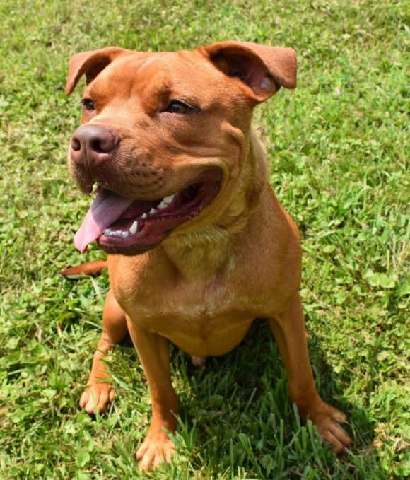 Brown County Humane Society | Dog of the Week - Hardy