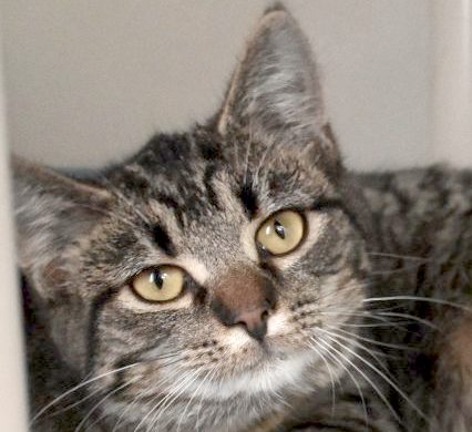 Cat of the Week – Tory