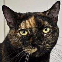 Cat of the Week – Magpie