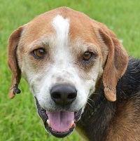 Dog of the Week – Seeger