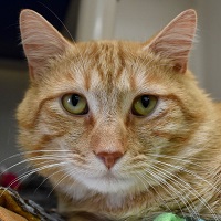 Cat of the Week – Tiger
