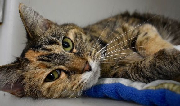 Cat of the Week – Joodle