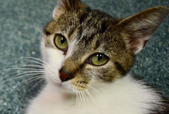 Cat of the week – Lily