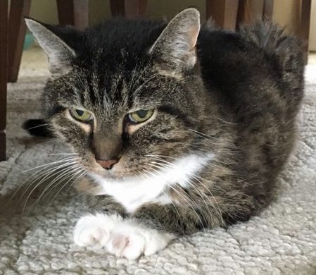 Cat of the Week – Cabbage