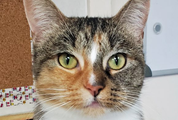 Cat of the Week – Shirley