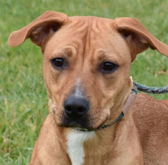 Brown County Humane Society | Dog of the Week - Sienna