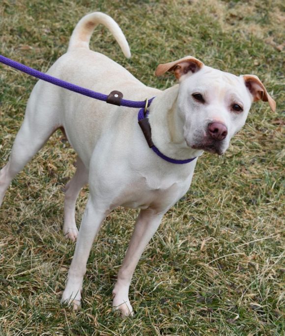 Brown County Humane Society | Dog of the Week - Piglet