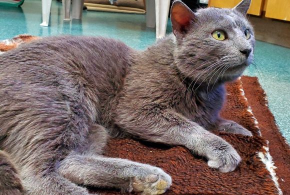 Cat of the Week – Courage