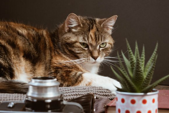 House plants can pose danger to your pets