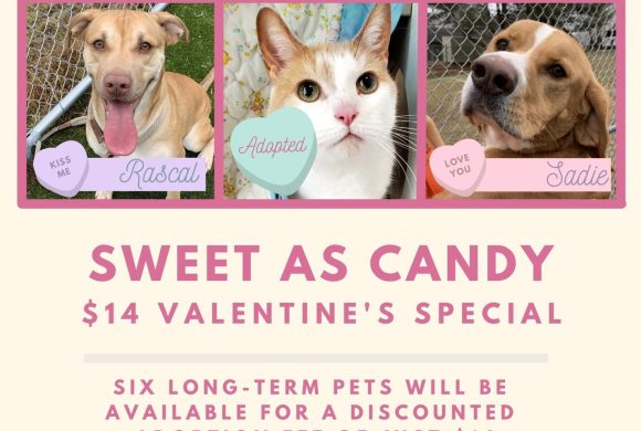 Sweet as Candy Valentine’s Promo